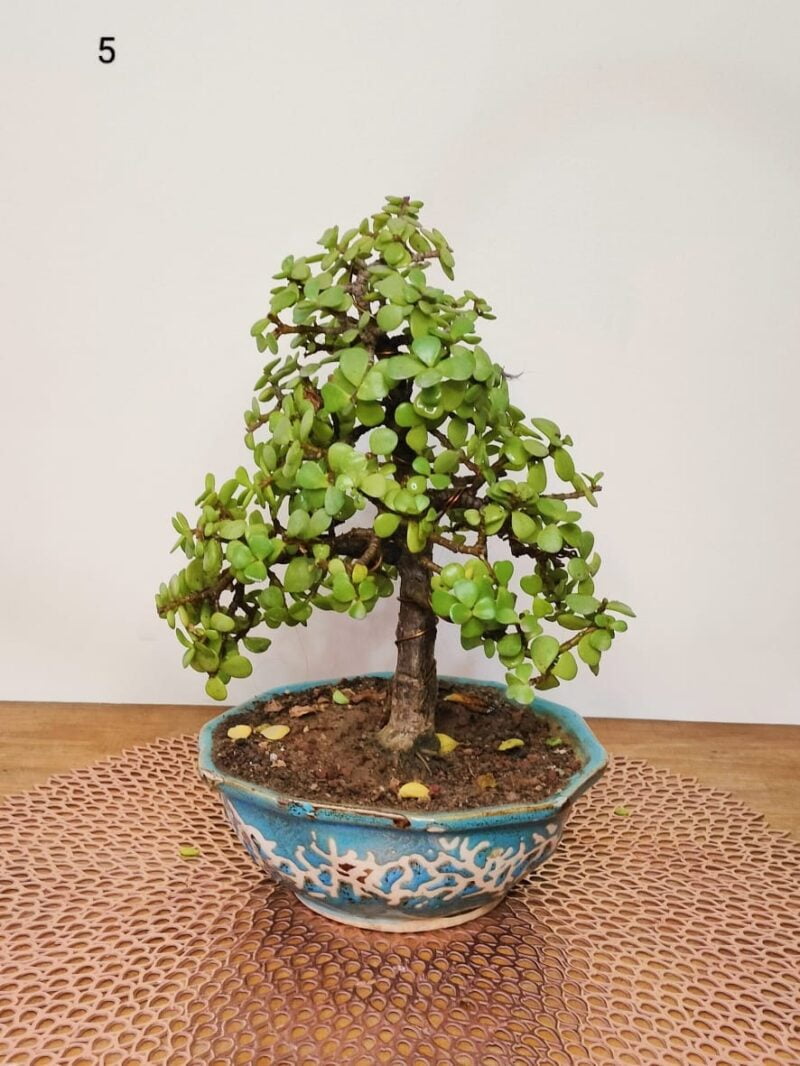 Jade Plant Bonsai Informal Upright Tree Style 10 Inches