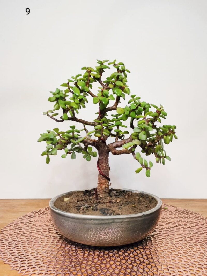 Jade Plant Bonsai Informal Upright Tree Style Bonsai 10.5 Inches