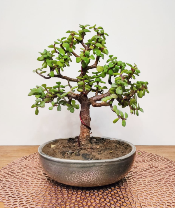 Jade Plant Bonsai Informal Upright Tree Style Bonsai