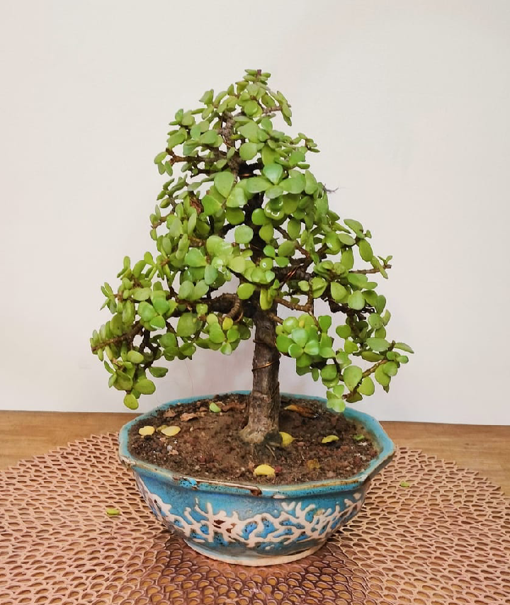 Jade Plant Bonsai Informal Upright Tree Style