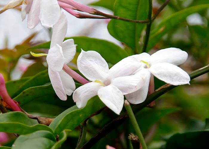 Jasmine polyanthum