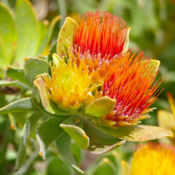 Leucospermum