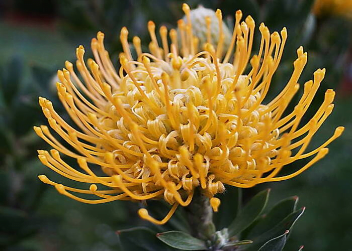 Leucospermum