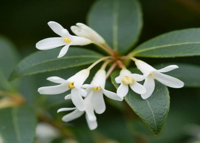 Osmanthus