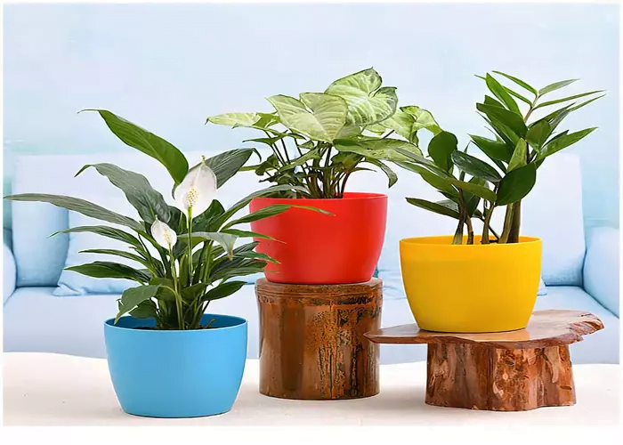 Use colorful pots to arrange plants in odd numbers on the table