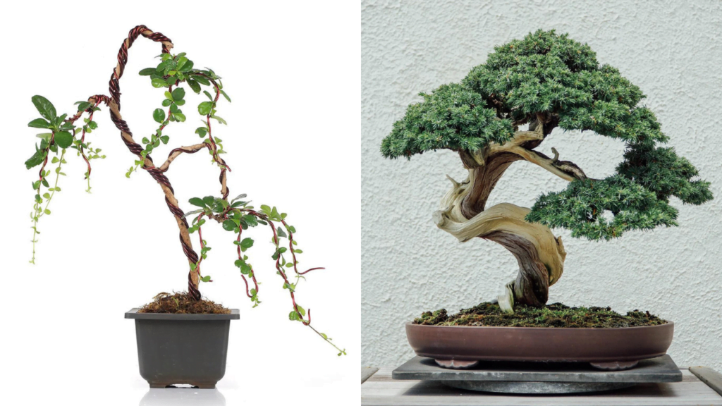 young vs old bonsai plant