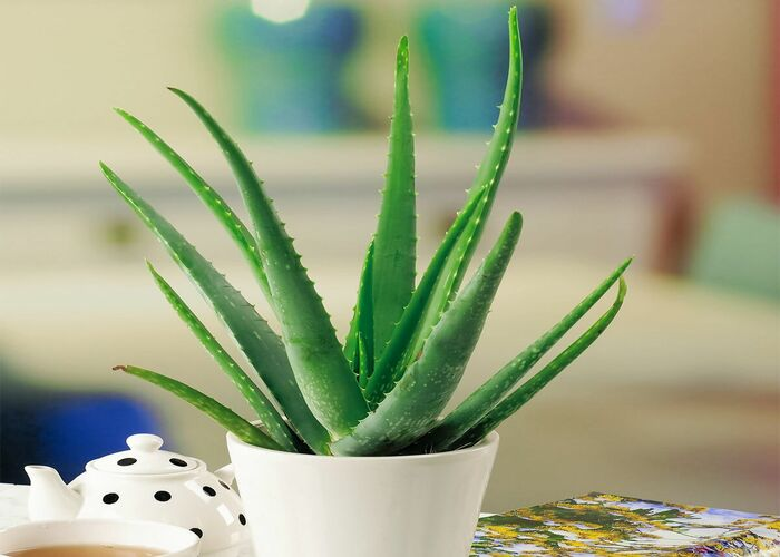 Aloe Vera