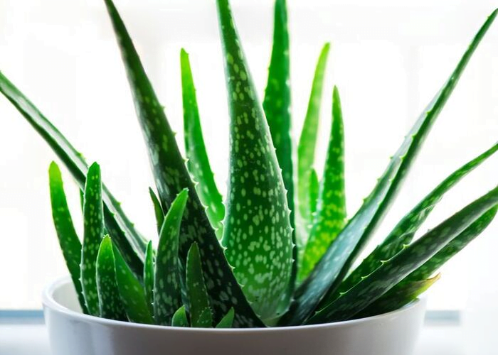 Aloe vera