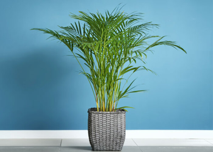 Areca Palm