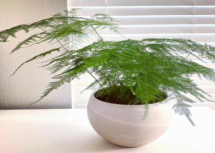 Asparagus Fern