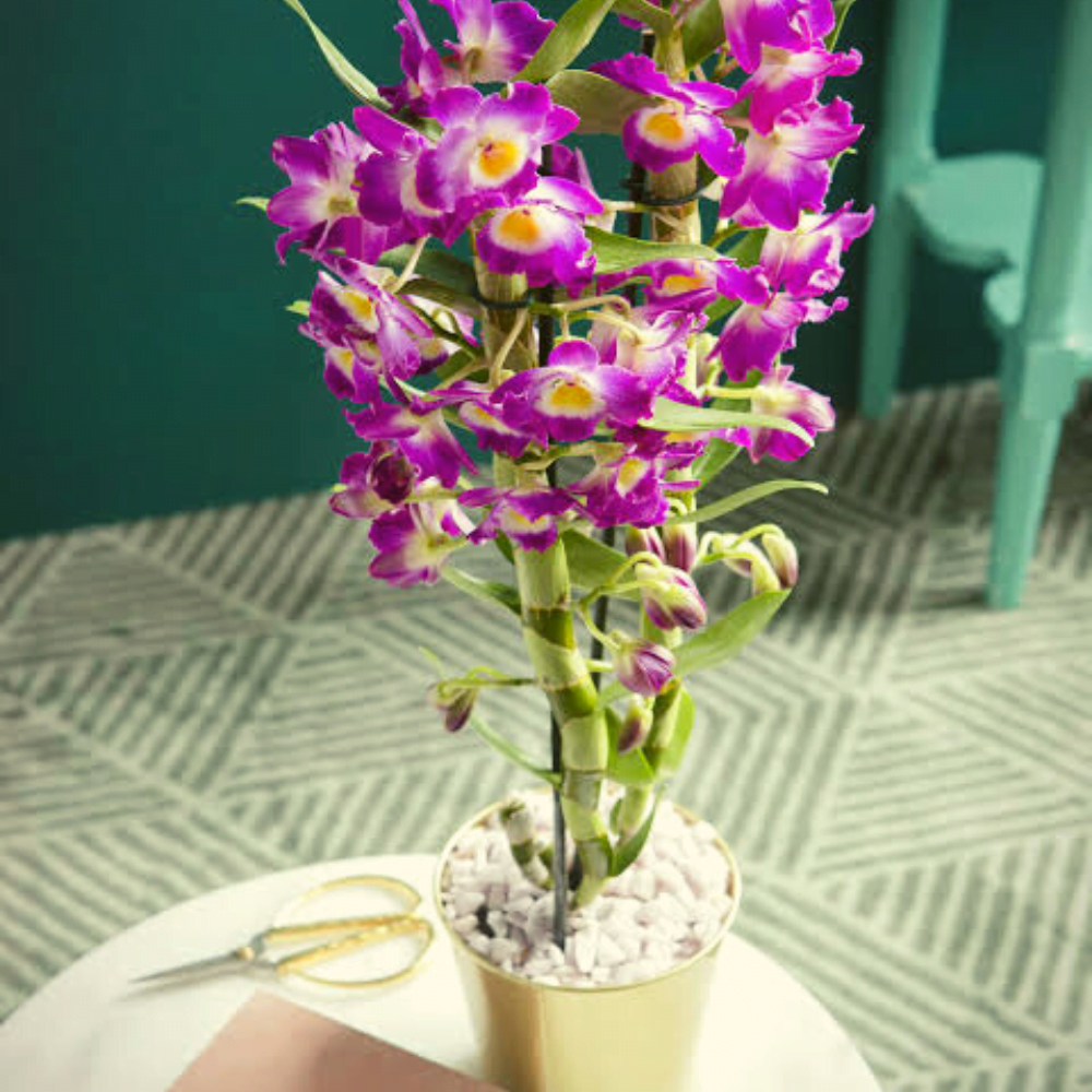 Bamboo Orchid