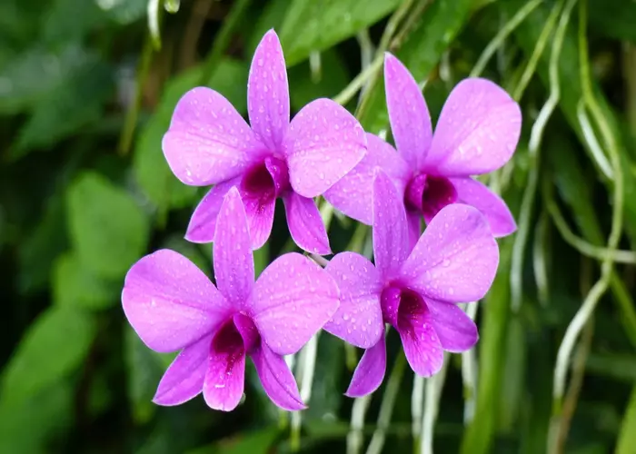 Bamboo Orchid (Dendrobium  Orchids)