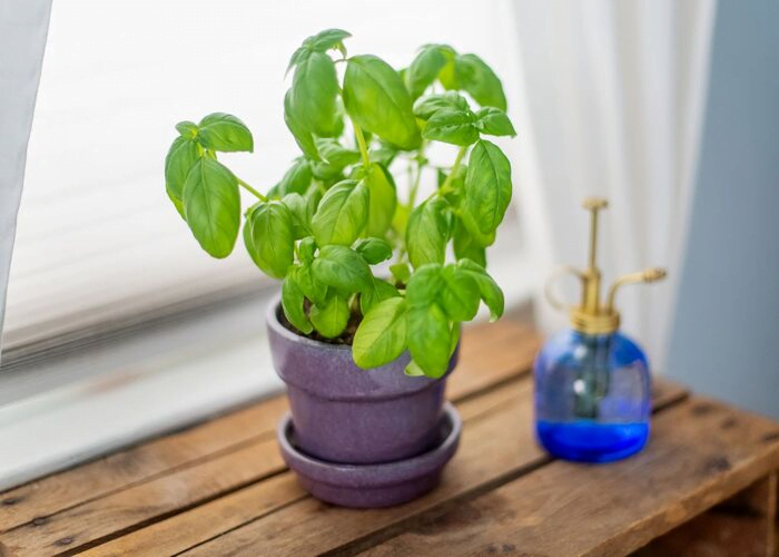 15 Indoor Plants for Good Luck That Will Bring Wealth, Health, and Love