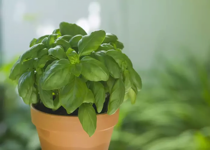 Basil plant