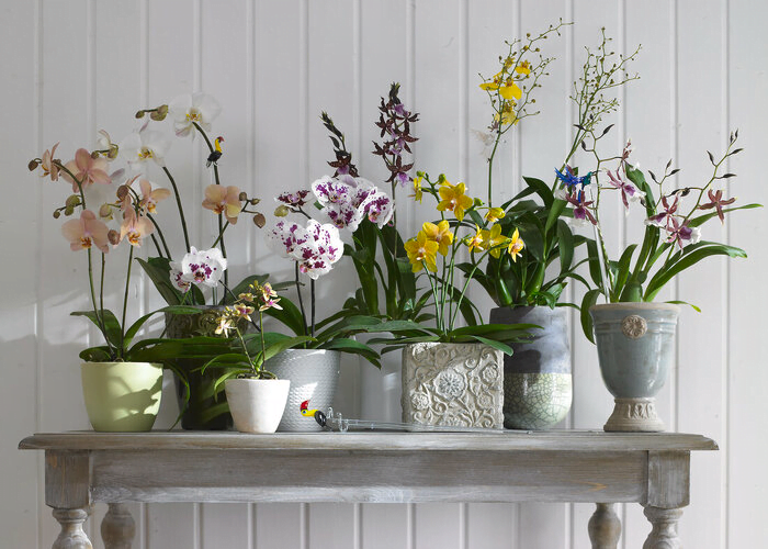 Best orchid plants to grow indoors