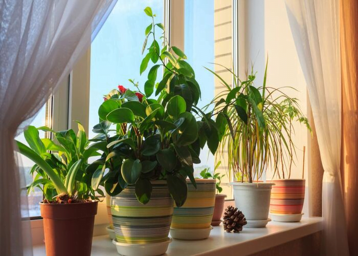 Best window plant to grow on your room windowsill