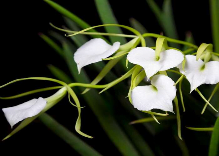 Brassavola Orchids