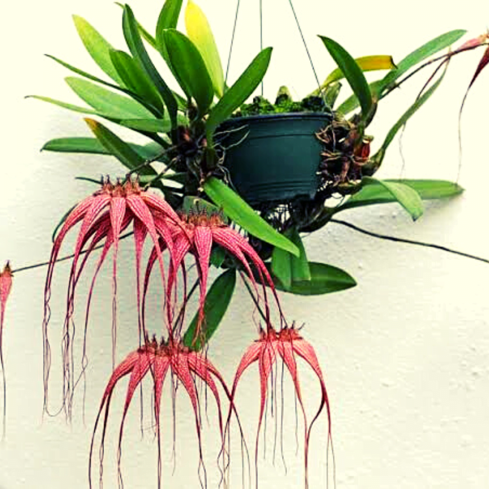 Bulbophyllum Orchids