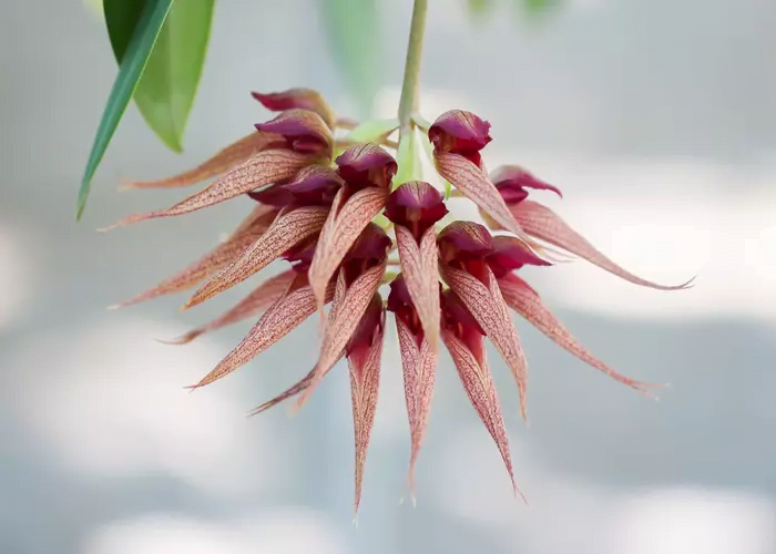 Bulbophyllum Orchids