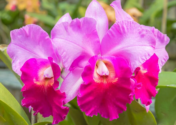 Cattleya Orchids