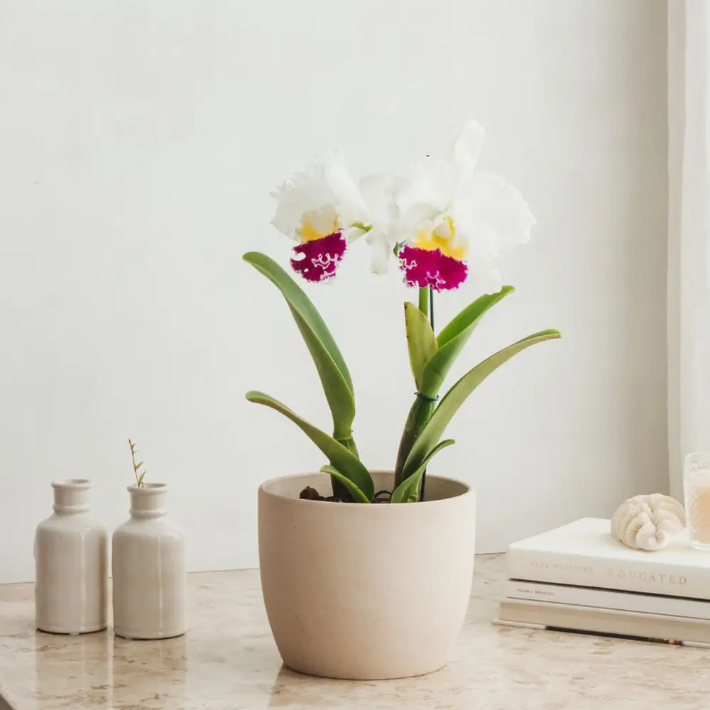 15 Indoor Plants for Good Luck That Will Bring Wealth, Health, and Love