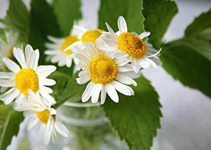 Chamomile