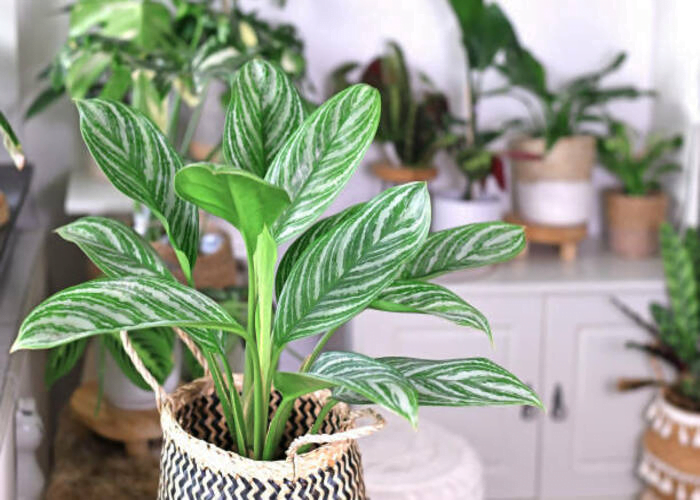 Chinese Evergreen