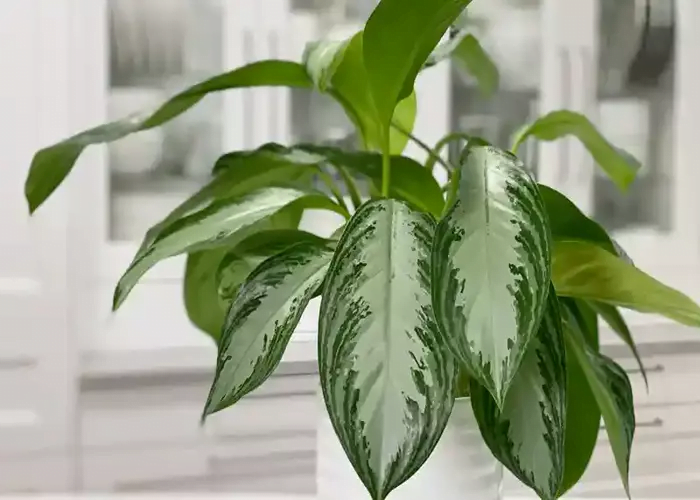 Chinese Evergreen