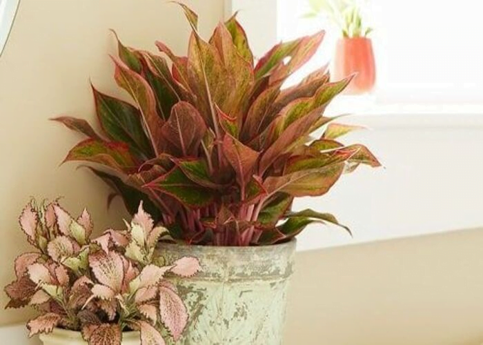 Chinese evergreen plant