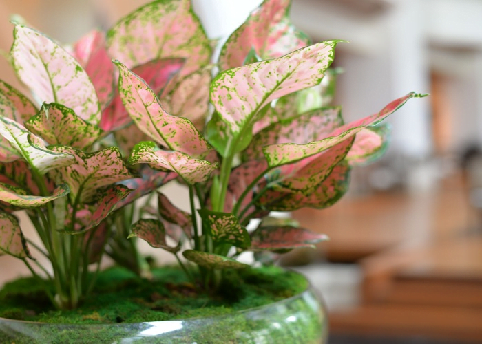 15 Best Indoor Office Plants to Boost Workplace Productivity