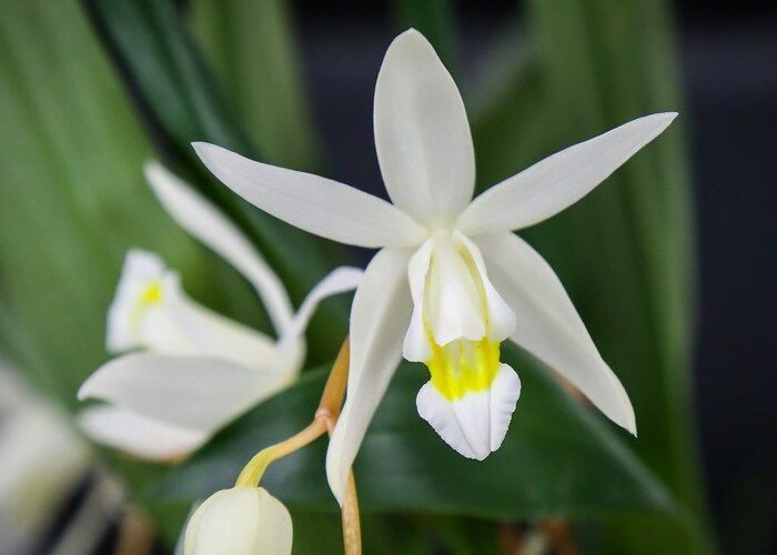 Crested coelogyne orchid