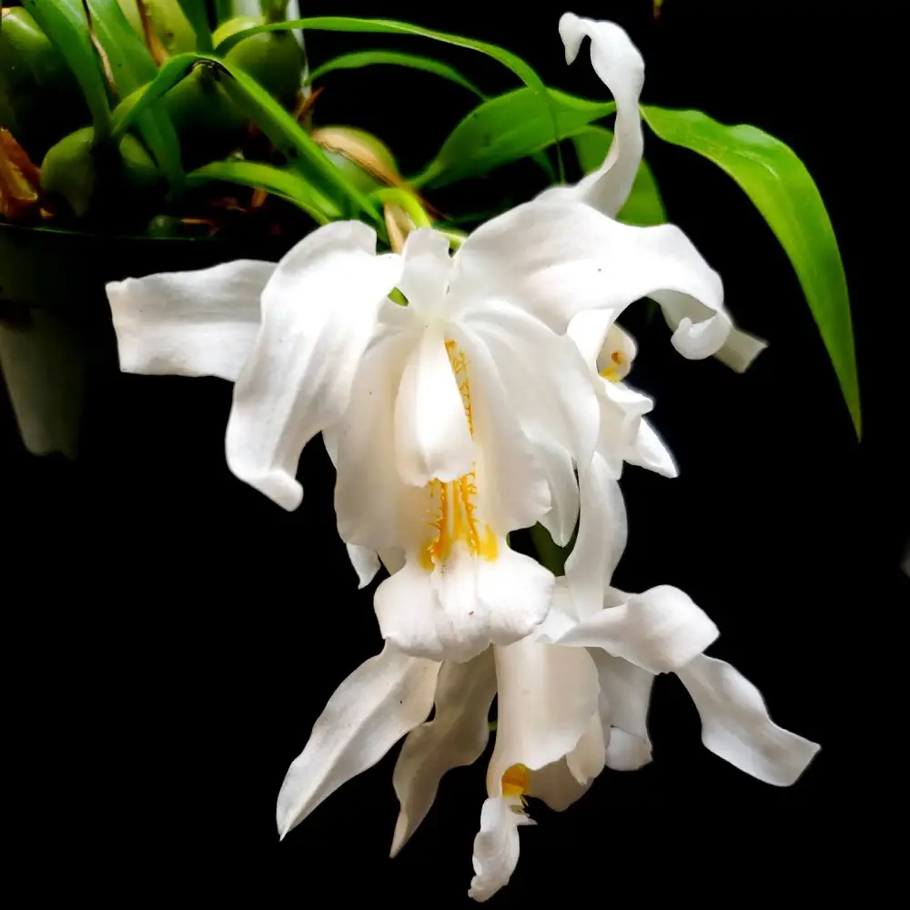 Crested coelogyne orchid