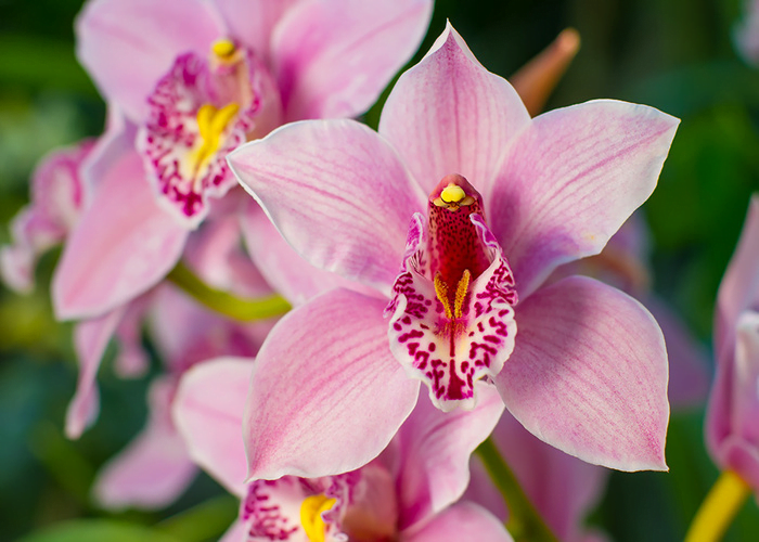 Cymbidium Orchids