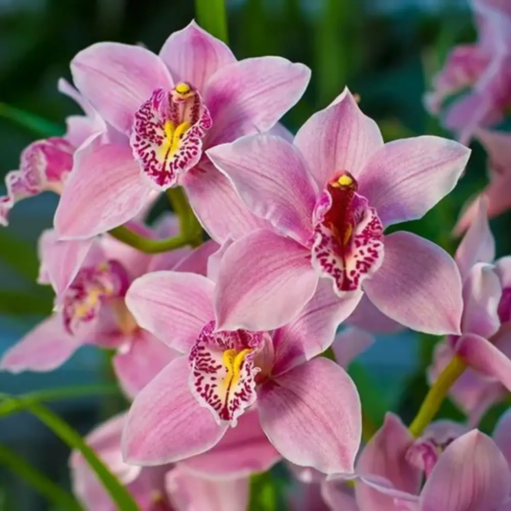 Cymbidium Orchids