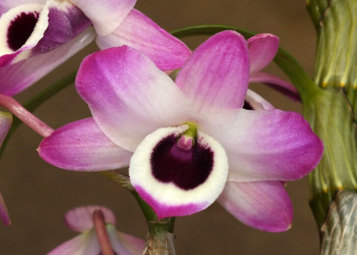 Dendrobium Nobile