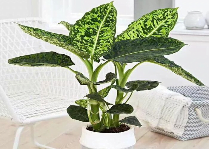 Dumb Cane