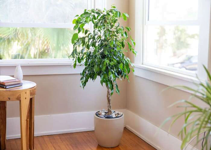 Ficus Benjamina