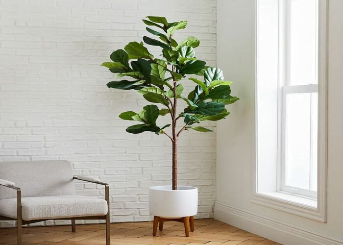 15 Indoor Plants for Beginners That Thrive with Minimal Care and Attention