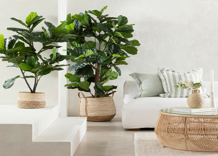 Fiddle leaf fig