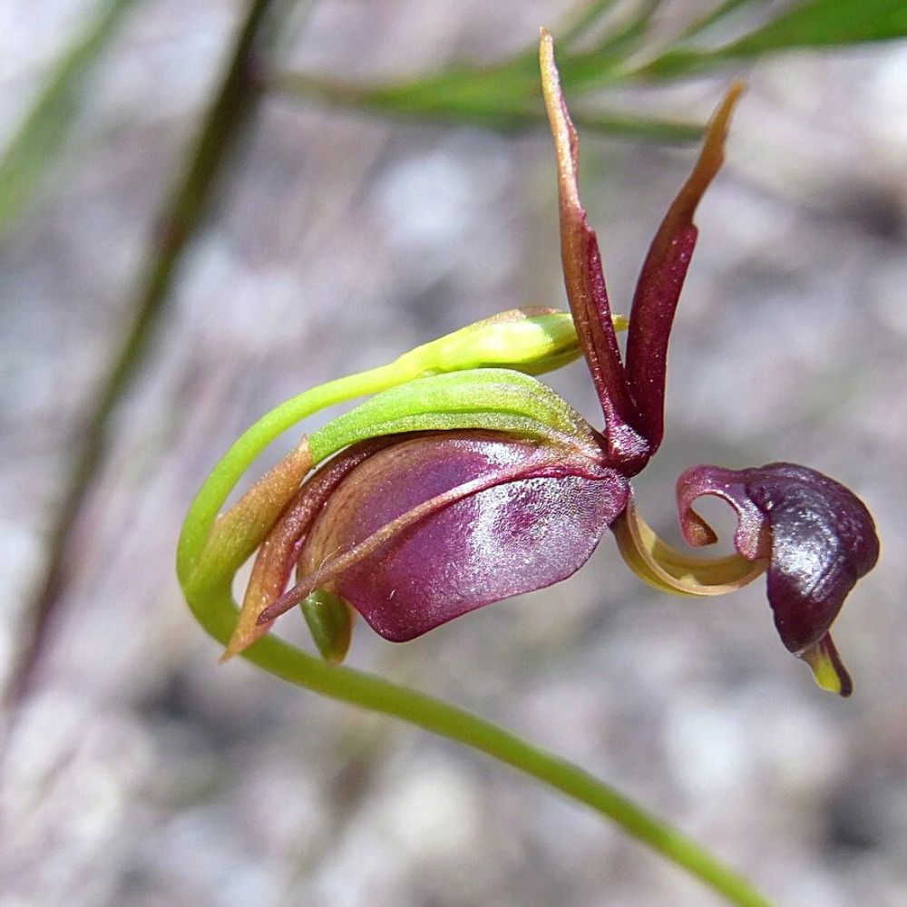 Flying Duck Orchid