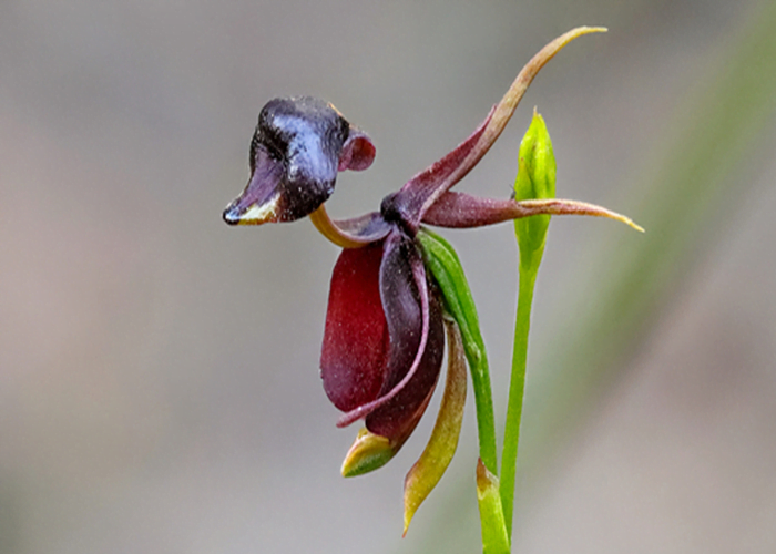 Flying Duck Orchid
