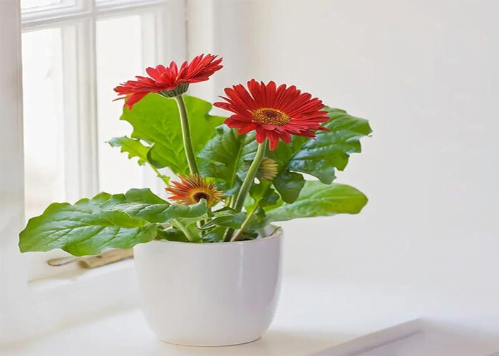 Gerbera Daisy