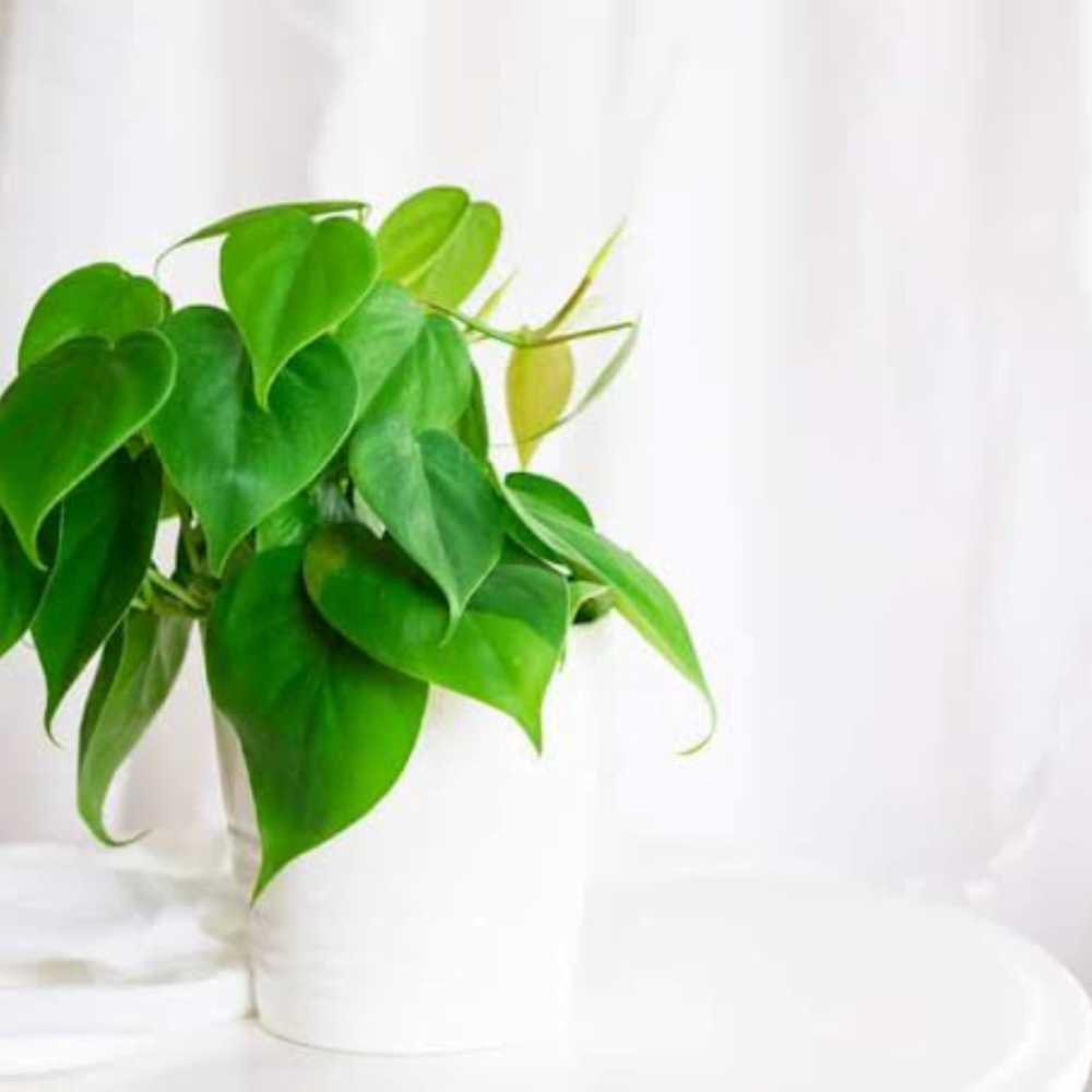 15 Indoor Plants for Beginners That Thrive with Minimal Care and Attention