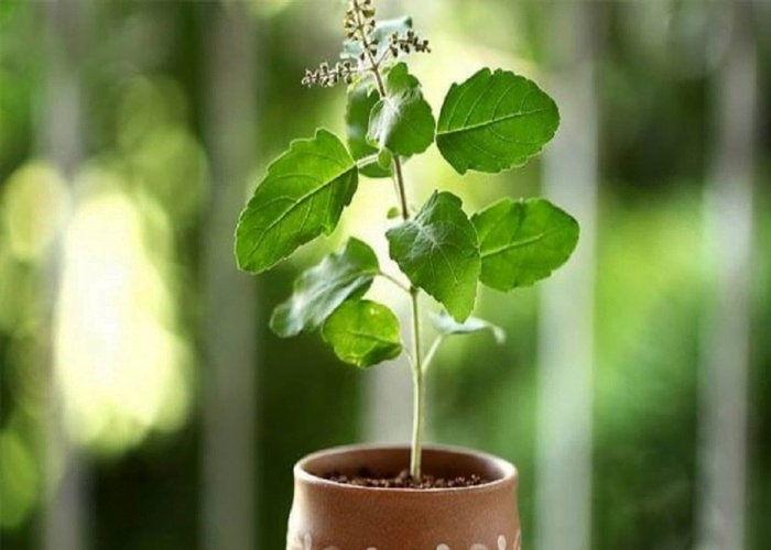 Indian Basil (Tulsi)