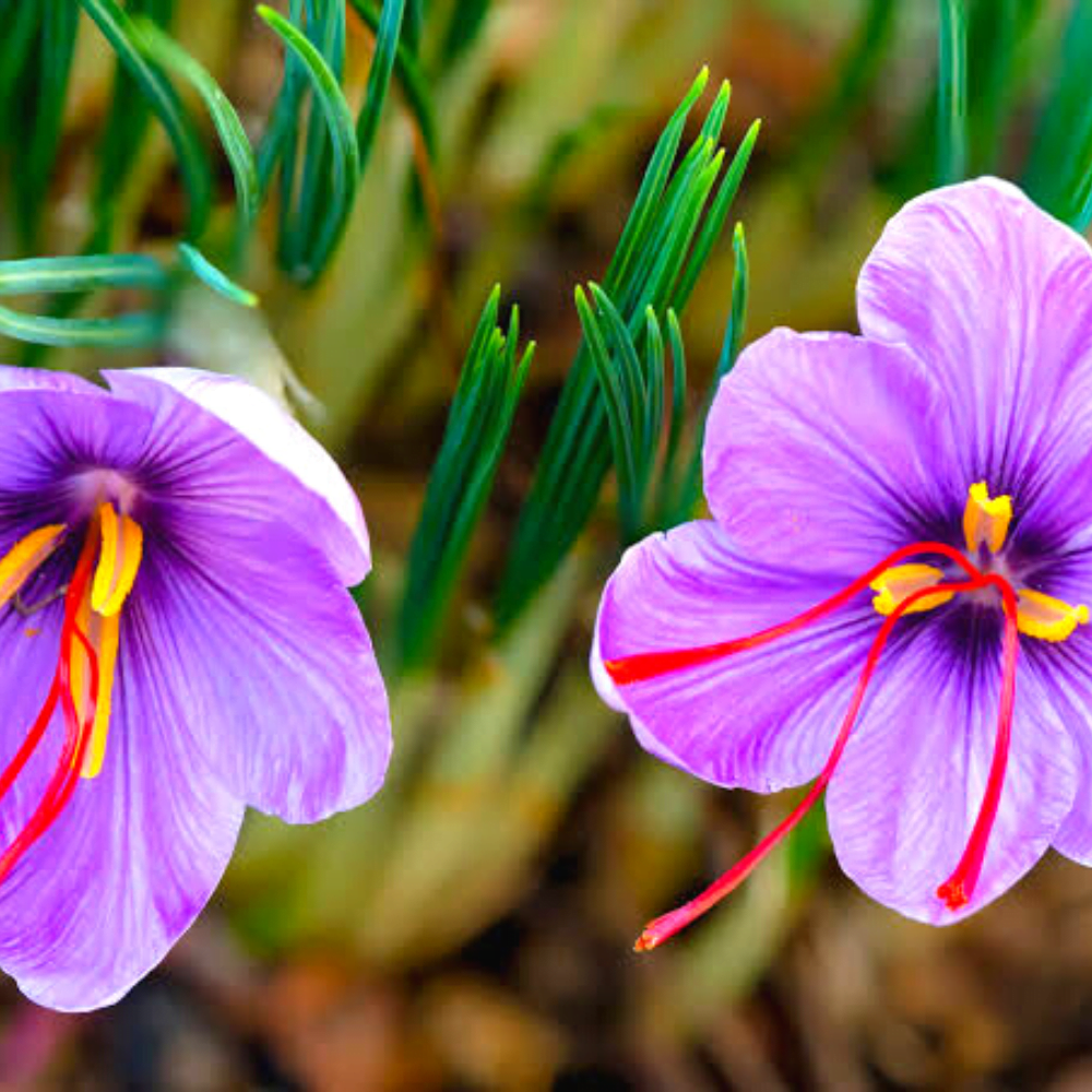 Indian Crocus