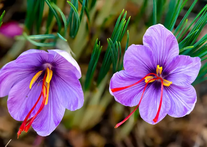 Indian Crocus