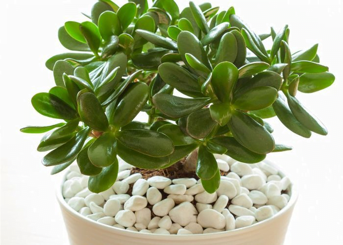 Jade plant