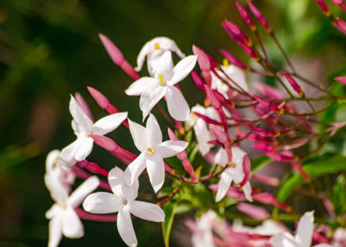 Top 15 Plants For Balcony Garden You Must Have [Updated 2023]