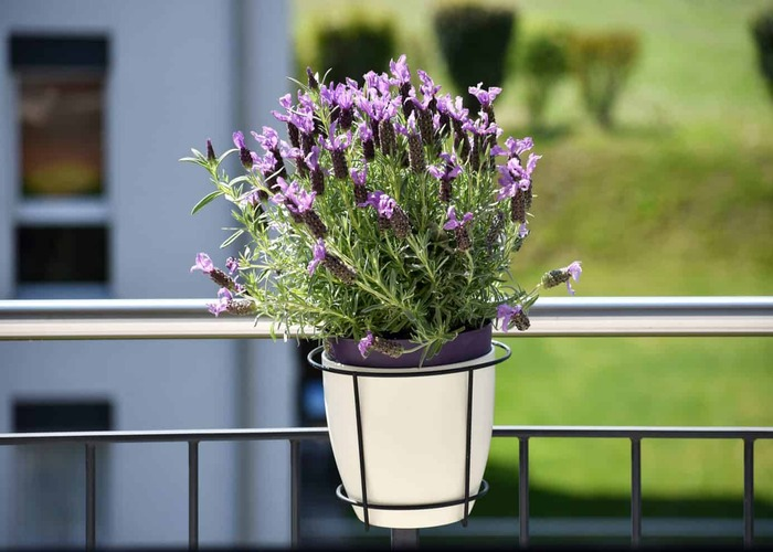 Top 15 Plants For Balcony Garden You Must Have [Updated 2023]