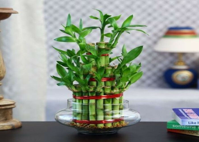 Lucky bamboo